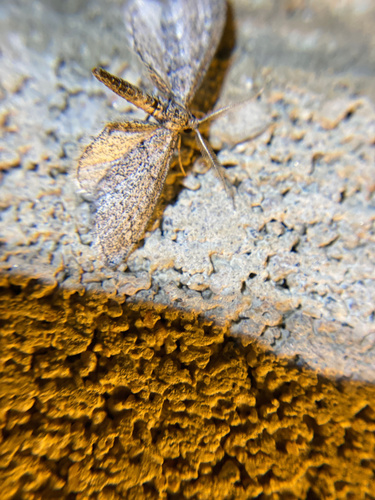 iNaturalist observation photo of Butterflies and Moths
