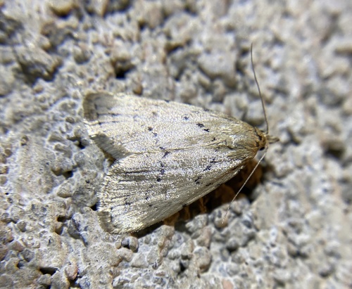iNaturalist observation photo of Dasyblemma straminea