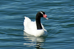 Cygnus melancoryphus