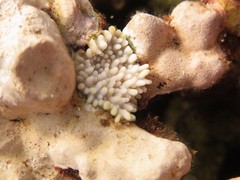 Montipora capitata