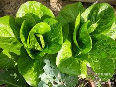 Lactuca sativa longifolia