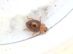 Adoxellus flavihirtus