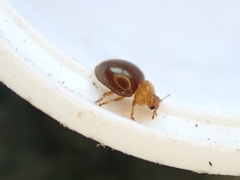 Adoxellus flavihirtus
