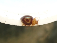 Adoxellus flavihirtus