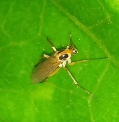 Mycetophilidae