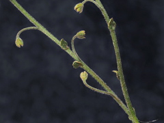 Cynoglossum australe