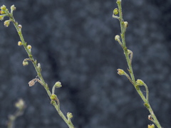 Cynoglossum australe