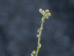 Cynoglossum australe