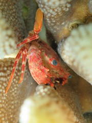 Goniosupradens hawaiensis