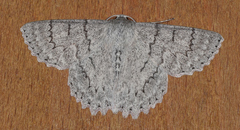 Crypsiphona tasmanica