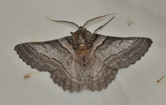 Hypobapta percomptaria