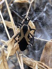 Sephina vinula
