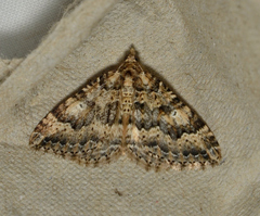 Epyaxa agelasta
