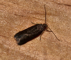 Lecithocera terrigena