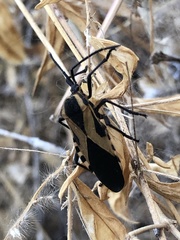 Sephina vinula