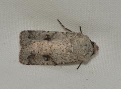 Proteuxoa amaurodes