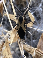 Sephina vinula