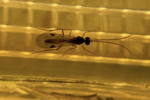 iNaturalist observation photo of Braconid Wasps