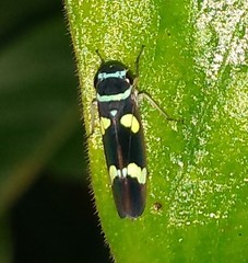 Macugonalia leucomelas