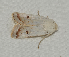 Proteuxoa cyanoloma