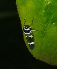 Macugonalia leucomelas