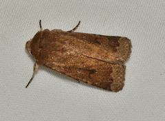 Proteuxoa senta