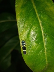 Macugonalia leucomelas