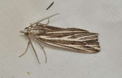 Rhynchopsota delogramma