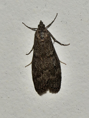 Scoparia anthracias