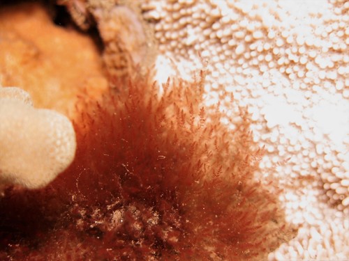 Tolypiocladia glomerulata observed 2021-06-11