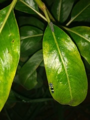 Macugonalia leucomelas