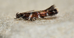 Stagmatophora argyrostrepta