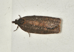 Thrincophora