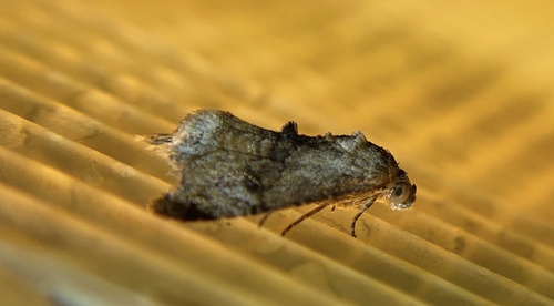 iNaturalist observation photo of Toripalpus trabalis