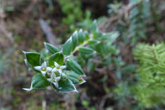 Pimelea pseudolyallii