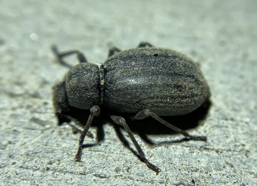 iNaturalist observation photo of Craniotus pubescens