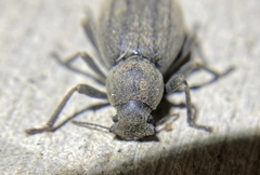 Craniotus pubescens