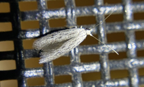 iNaturalist observation photo of Butterflies and Moths