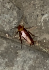 Periplaneta americana