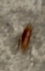 Periplaneta americana