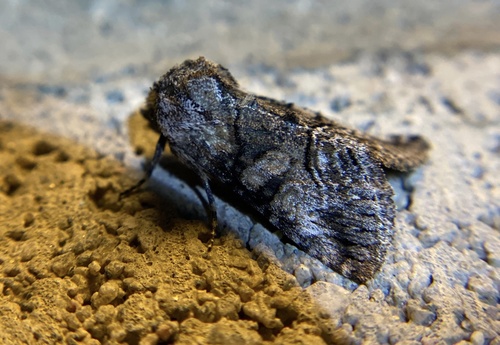 iNaturalist observation photo of Abrostola parvula