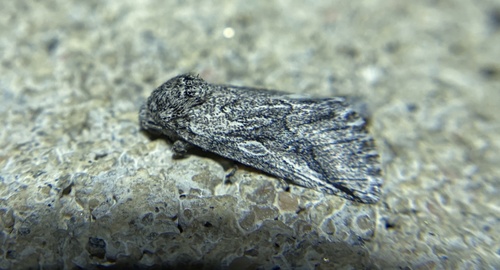 iNaturalist observation photo of Oxycnemis fusimacula