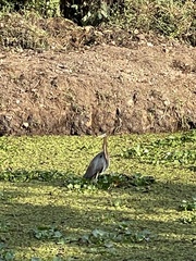 Ardea purpurea