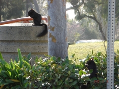 Sciurus carolinensis