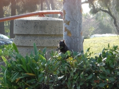 Sciurus carolinensis