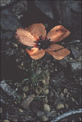 Drosera sewelliae