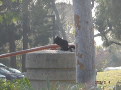 Sciurus carolinensis