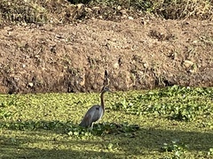 Ardea purpurea