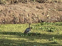 Ardea purpurea
