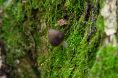 Mycena niveipes